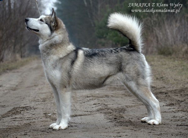 JAMAJKA Z Klanu Wydry | Alaskan Malamute 