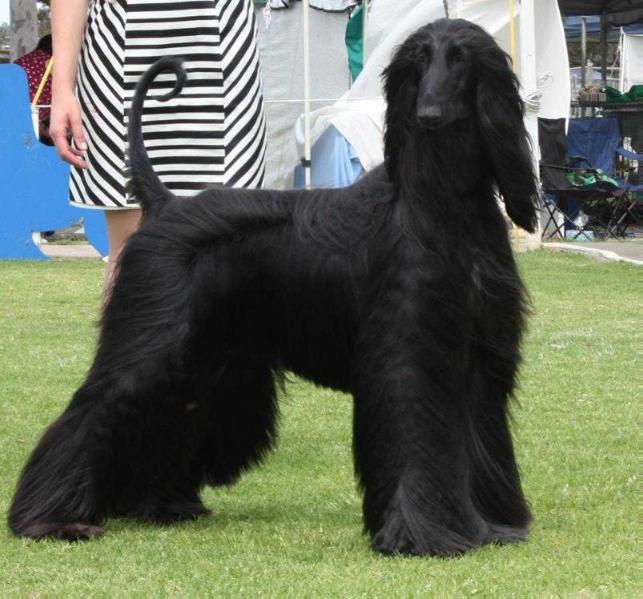 Aviva Mirror Image (AI) | Afghan Hound 