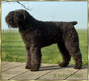 Ashley Bonnie v. Bouvier Topline | Bouvier des Flandres 