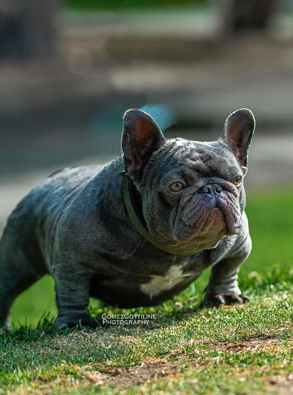 Los Bulldogs Ursula | French Bulldog 