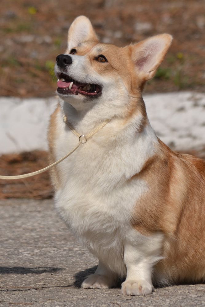 Plushka vom Nordischen Hof | Pembroke Welsh Corgi 