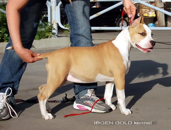 Irgen Gold Jessica Parker | American Staffordshire Terrier 