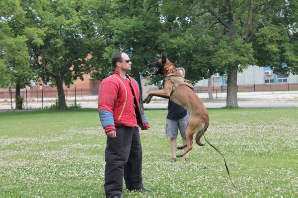 Arnhem's Arno von der Kugel | Belgian Malinois 