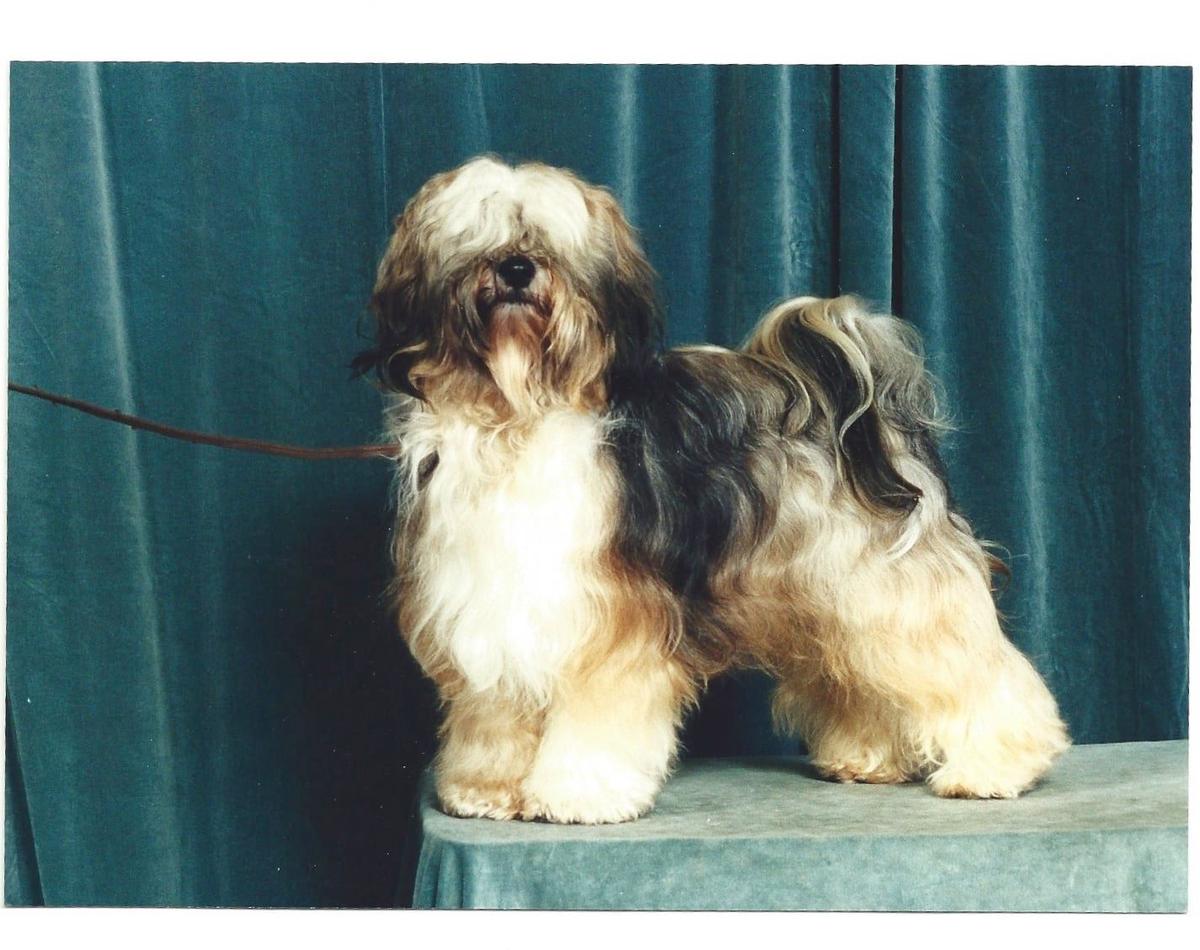 PASHARIF PU CHUNG | Tibetan Terrier 