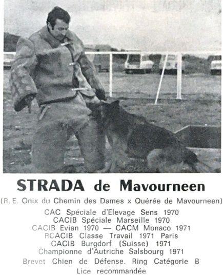 Strada de Mavourneen (1969) LOF 5742/432 | Belgian Tervuren 