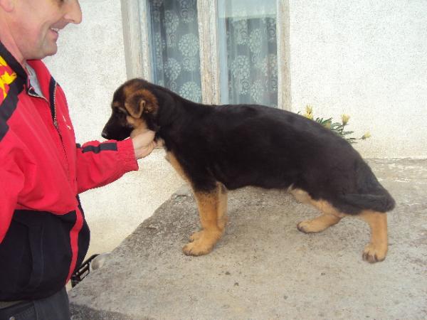 Saphir von schaffhausen | German Shepherd Dog 