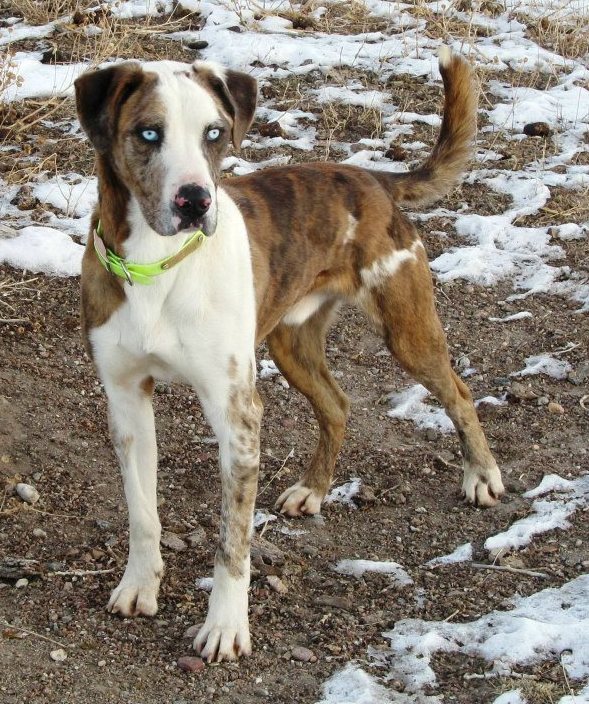 Wavin K's Tough Enough | Catahoula Leopard Dog 