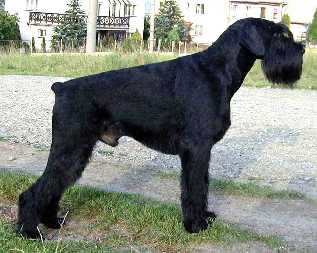 Brillant Radinie | Giant Schnauzer 