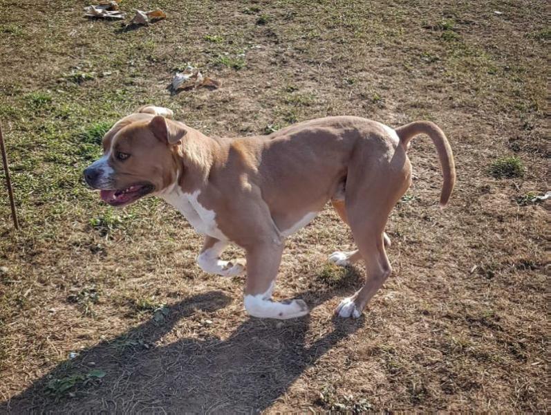Dragokan Giusseppe | American Staffordshire Terrier 