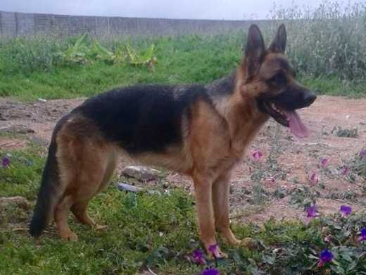 Hasla de Canisval | German Shepherd Dog 