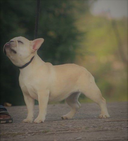 Fantasy De Rey Astur | French Bulldog 