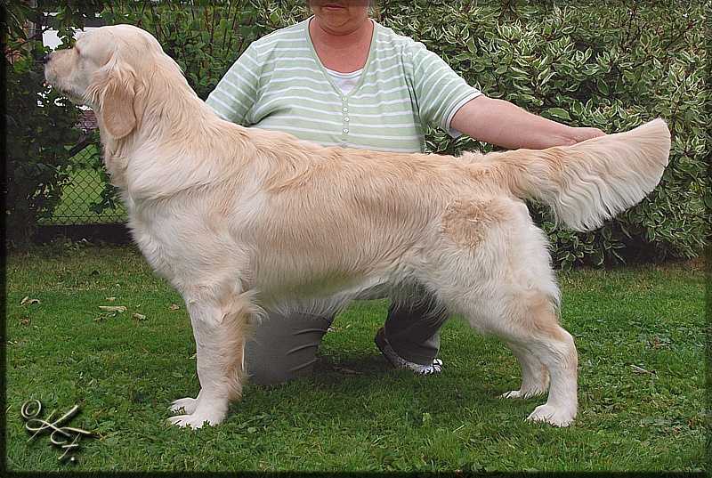 Sacher de Atrapasuenos | Golden Retriever 