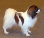 Molgarden's Dalton | Papillon 