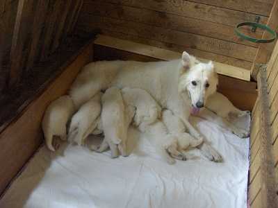 Aireen Mystery of White | White Swiss Shepherd Dog 