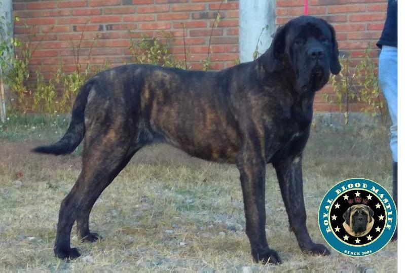 FIONA (SEGURA) | Mastiff 