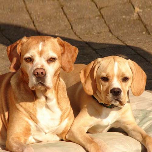 Portuguese Pointer