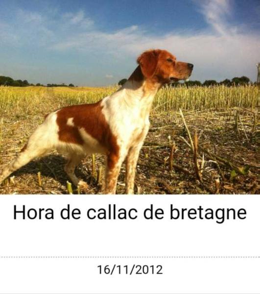 HORA de Callac de Bretagne | Brittany 
