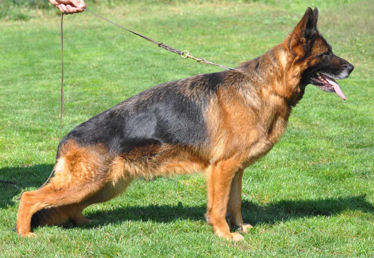 KAMA ze Slomkowa | German Shepherd Dog 