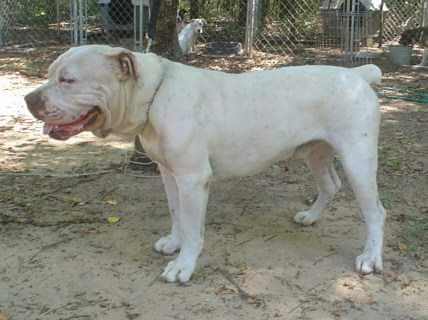 Prince's Roscoe | American Bulldog 