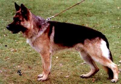 Argus vom Gronachtal | German Shepherd Dog 