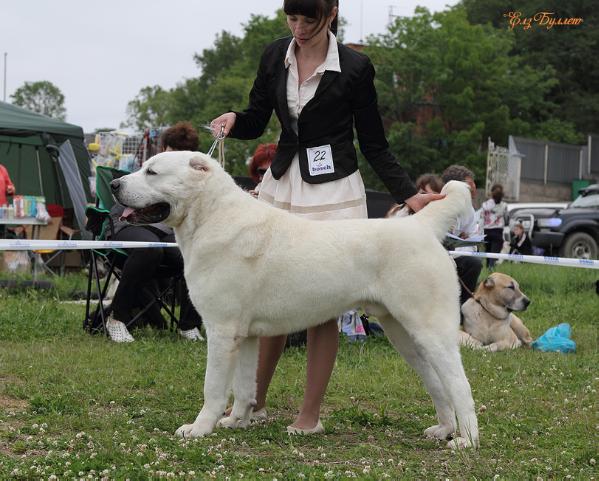 Sary-Shaitan eled shel aba | Central Asian Shepherd Dog 