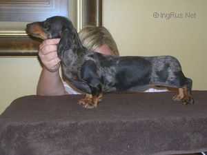 Disguise's juno what I'm up to | Dachshund 