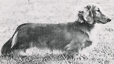 Coobeg Martini Of Bowerbank | Dachshund 