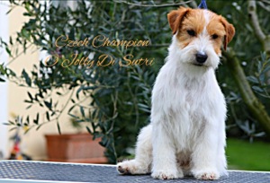 O'Jolly Di Sutri | Jack Russell Terrier 