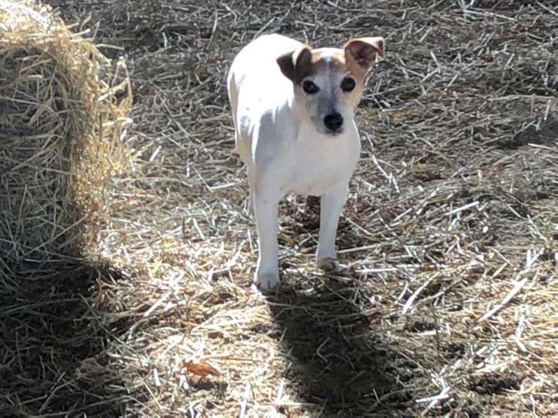 Walnut Creek Dancing W Foxes | Jack Russell Terrier 