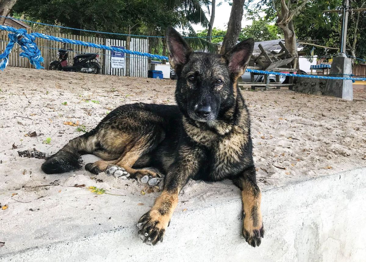 Fiona von Organo | German Shepherd Dog 