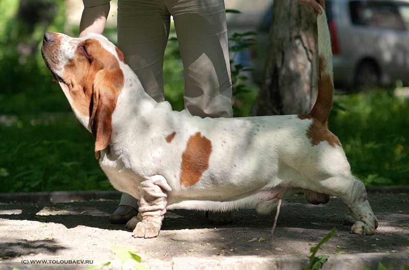 COLLETTO BIANKO UNIKO | Basset Hound 