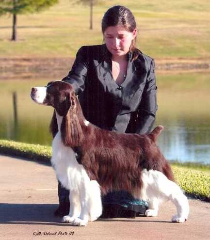Cerise Winsome Winter Rose | English Springer Spaniel 