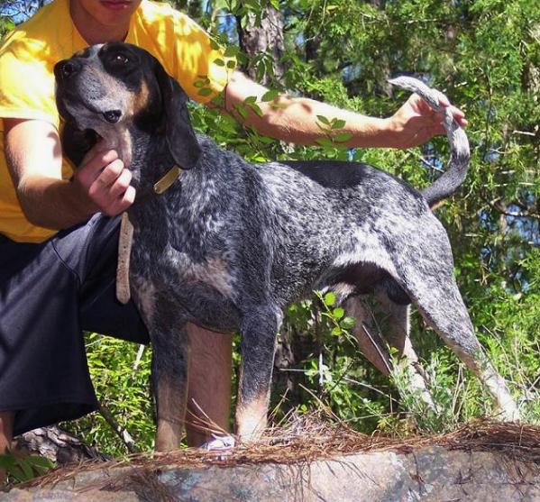 Nason's Spring Creek Slim | Bluetick Coonhound 