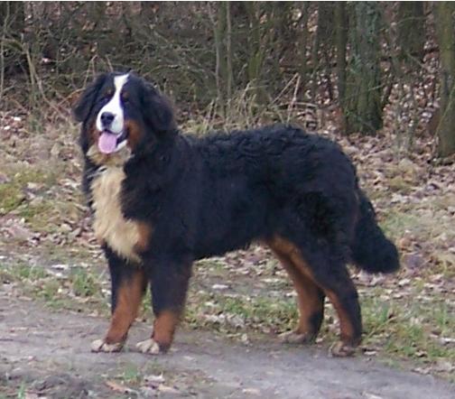 Scheri Z Ustronskiego Zakatka | Bernese Mountain Dog 