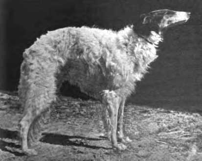 Lasky of Arkansas Valley | Borzoi 