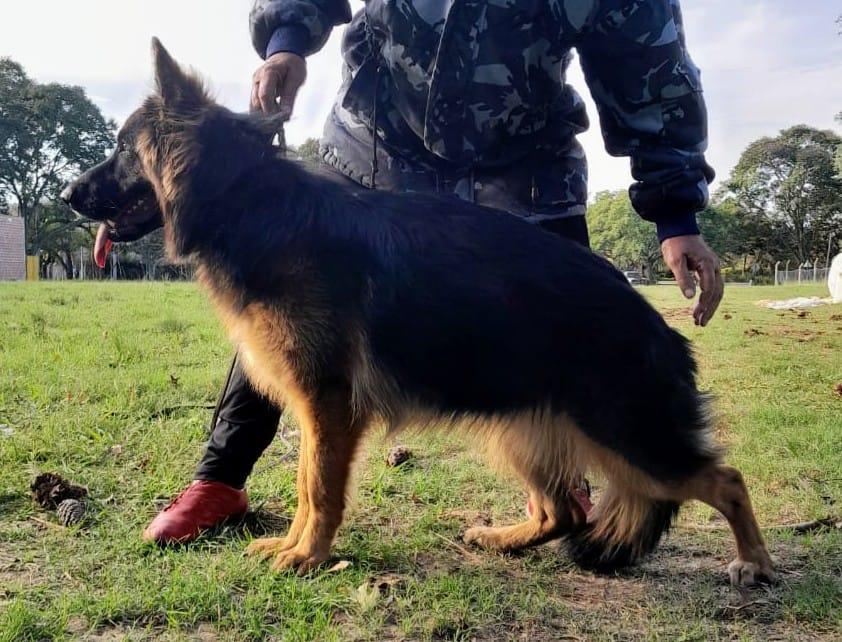 DHAY ZWEI BOGEN | German Shepherd Dog 