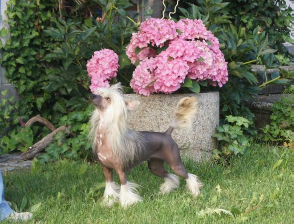 Royal Lily ze Zatopene Chajdy | Chinese Crested 