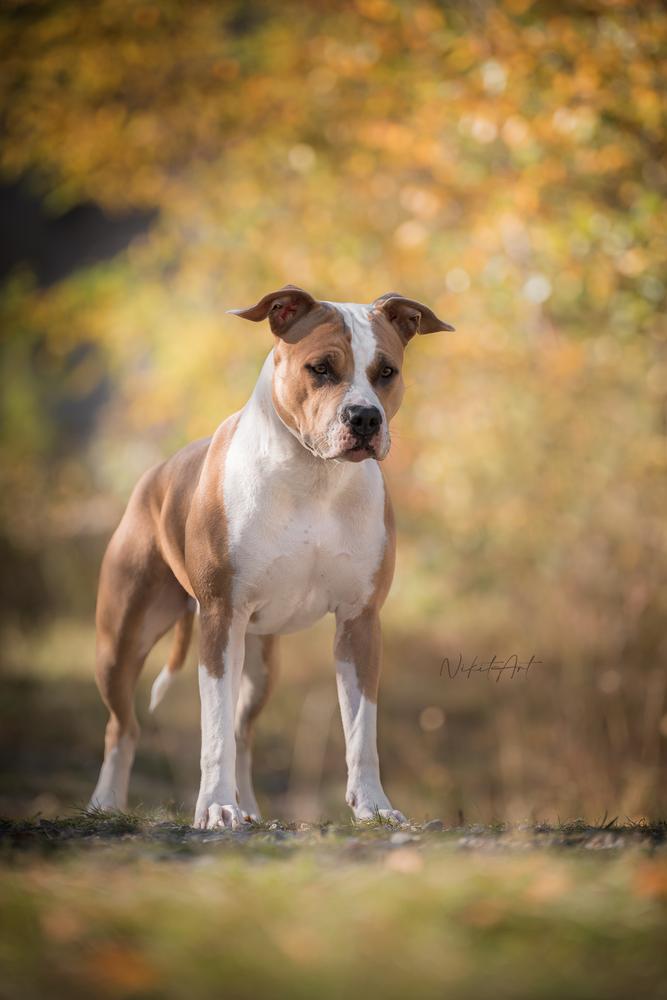 Emilly z Ceské Kréty | American Staffordshire Terrier 