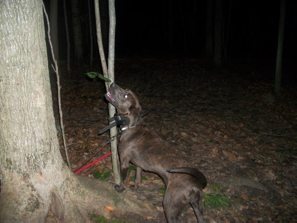 'PR' North Country's Frosted Blue Moon | Plott Hound 