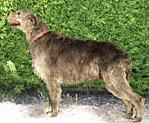 Tirowen Alexia | Irish Wolfhound 