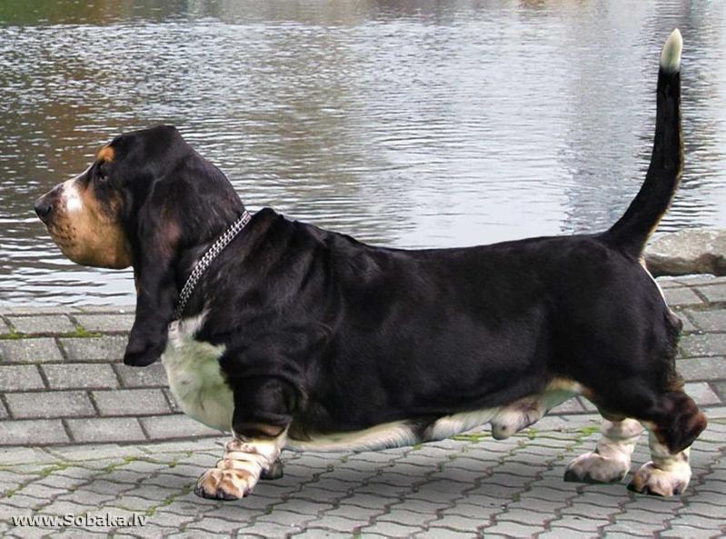 ILGA LOTOS NIK SILVER | Basset Hound 