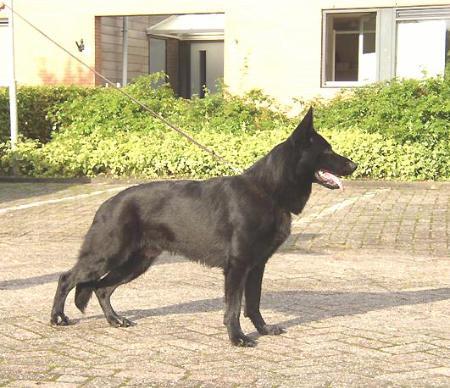 Boris vom Ma-haczek | German Shepherd Dog 