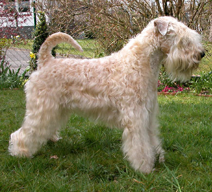 Dreaming Devil of Queen Stars | Soft Coated Wheaten Terrier 