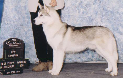 Trishmar's Hot Diggty Dawg | Siberian Husky 