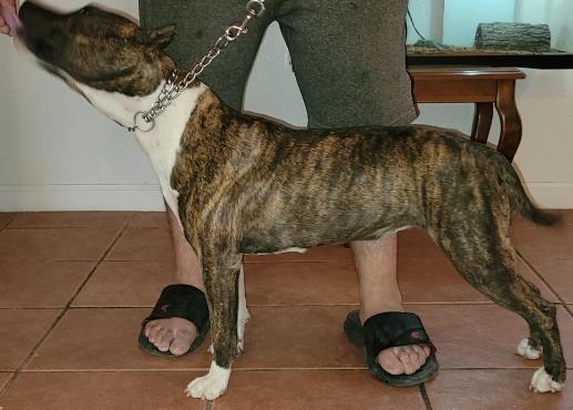Ruffgem's Mexican Blackbird of IPK | American Staffordshire Terrier 