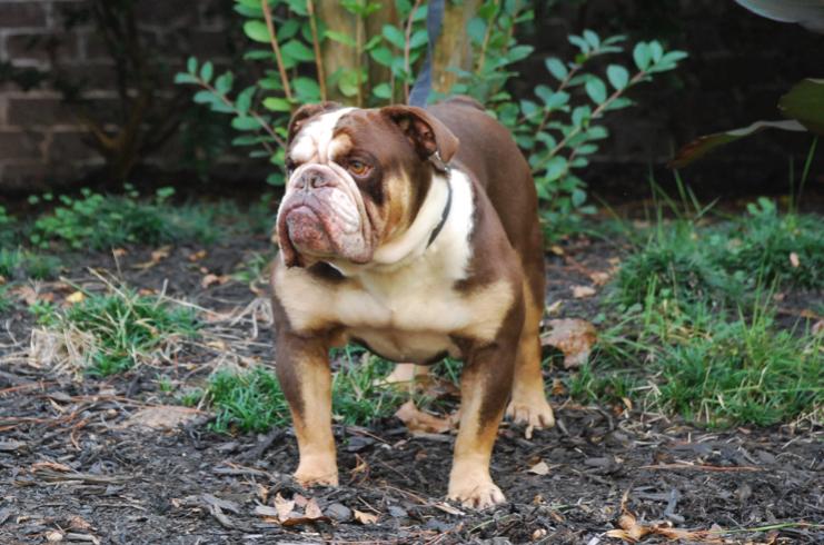 Heavy Hitter's Mr. Wonka | Olde English Bulldogge 