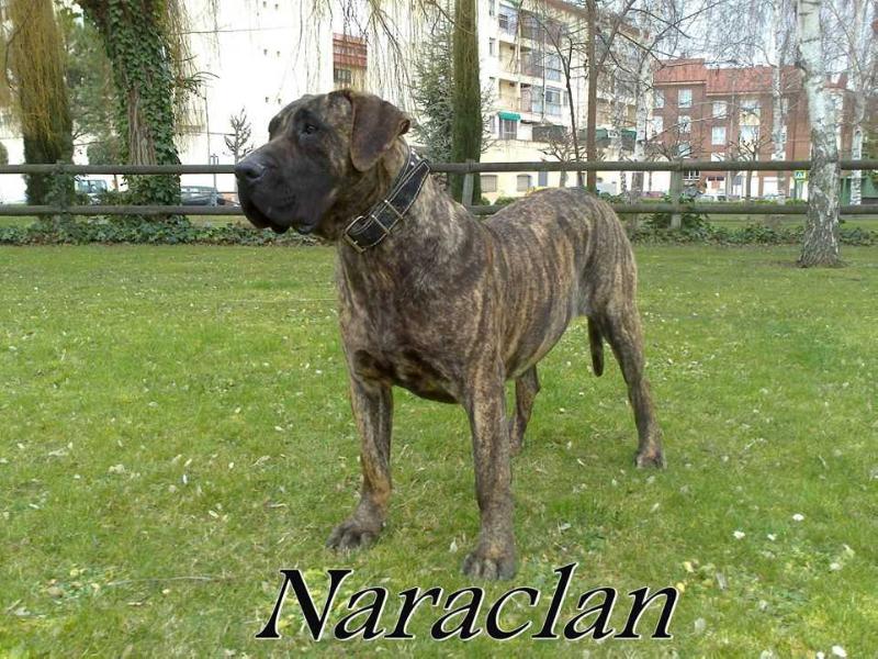 Amaika de Naraclan | Perro de Presa Canario 