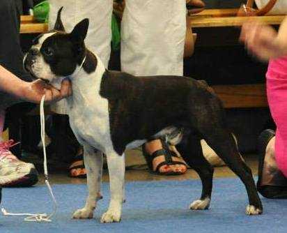 Maestro Jantarowa Chata | Boston Terrier 