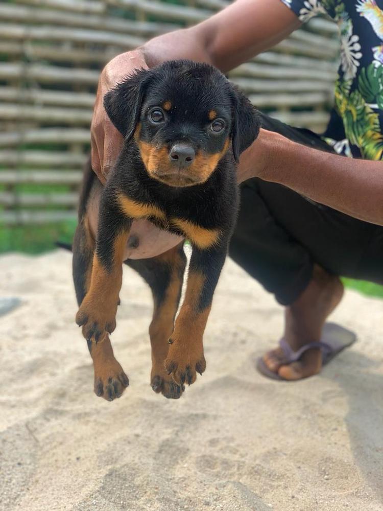 Snider of Diego kennels | Rottweiler 