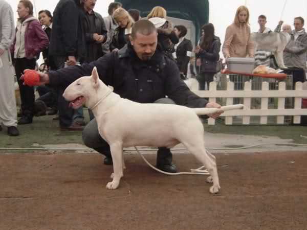 Extreme Cannibal Bullystar | Bull Terrier 